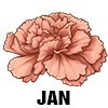 Carnation