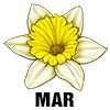 Jonquil