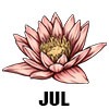 Water Lily