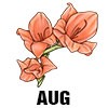Gladiolus