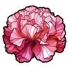 Carnation