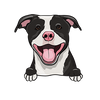 American Pit Bull Terrier 3