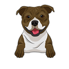 American Staffordshire Terrier 4