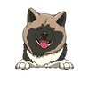 Akita 4