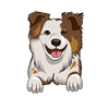 Australian Shepherd 1