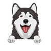 Alaskan Malamute 1