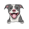 American Pit Bull Terrier 5
