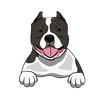 American Bully 5