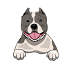 American Bully 3