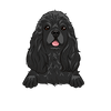 American Cocker Spaniel 3