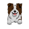 Australian Shepherd 4