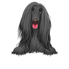 Afghan Hound 3