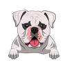 American Bulldog 1