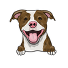 American Pit Bull Terrier 8