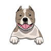 American Bully 1