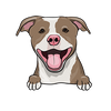 American Pit Bull Terrier 7