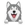 Alaskan Malamute 3