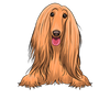 Afghan Hound 4