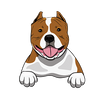 American Bully 2