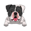 American Bulldog 4