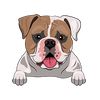 American Bulldog 3