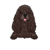American Cocker Spaniel 2
