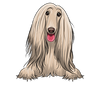 Afghan Hound 1