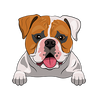 American Bulldog 2