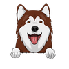 Alaskan Malamute 2