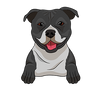 American Staffordshire Terrier 2