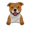 American Staffordshire Terrier 3