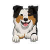 Australian Shepherd 2