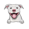 American Pit Bull Terrier 4