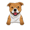 American Staffordshire Terrier 1