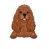 American Cocker Spaniel 4