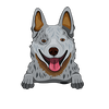Australian Cattle Dog (Heeler) 3