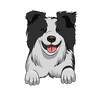 Australian Shepherd 3