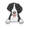American Foxhound 3