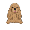 American Cocker Spaniel 1