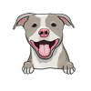 American Pit Bull Terrier 6