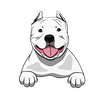 American Bully 4