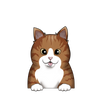 American wirehair 4