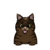 Ocicat 6