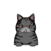 Exotic shorthair 6