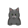 British Shorthair 3