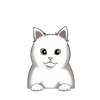 British Shorthair 1