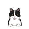 Snowshoe 2