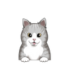 American wirehair 1