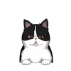 Exotic shorthair 4