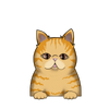Exotic shorthair 5